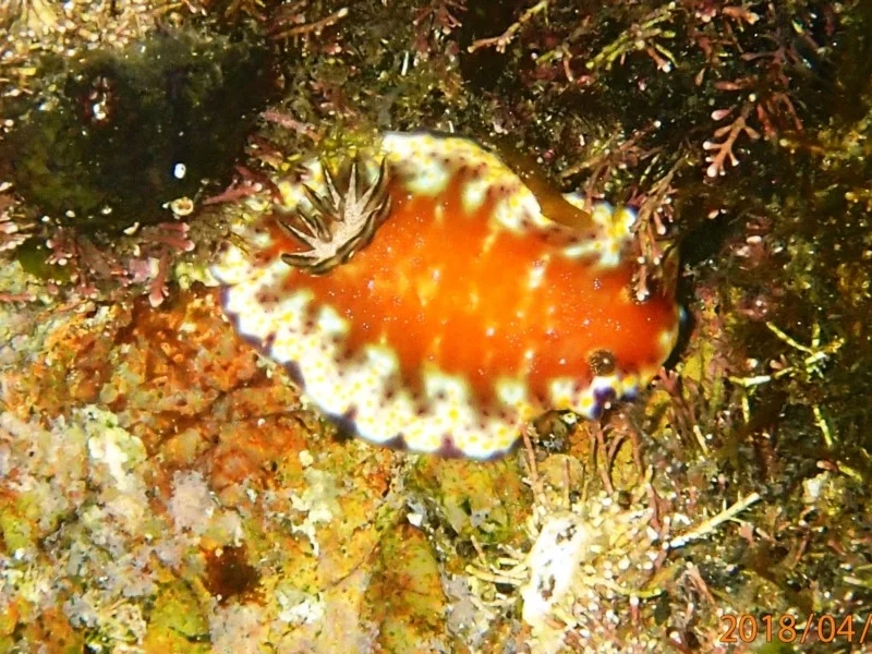 Goniobranchus collingwoodi