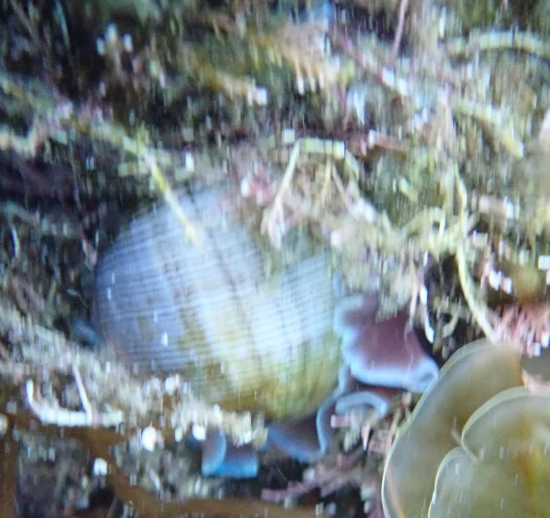 Hydatina physis
