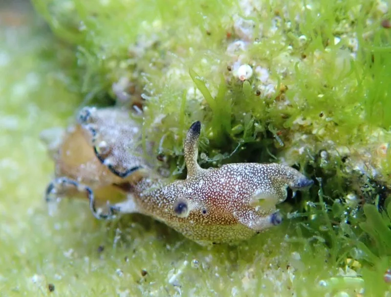 Aplysia parvula