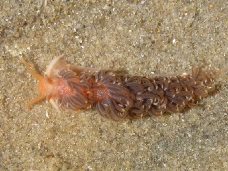Spurilla braziliana