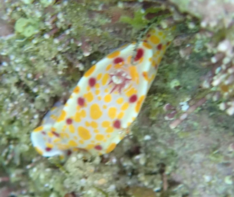 Ceratosoma amoenum