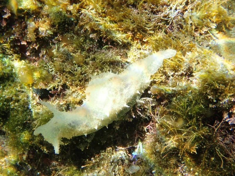 Stylocheilus striatus