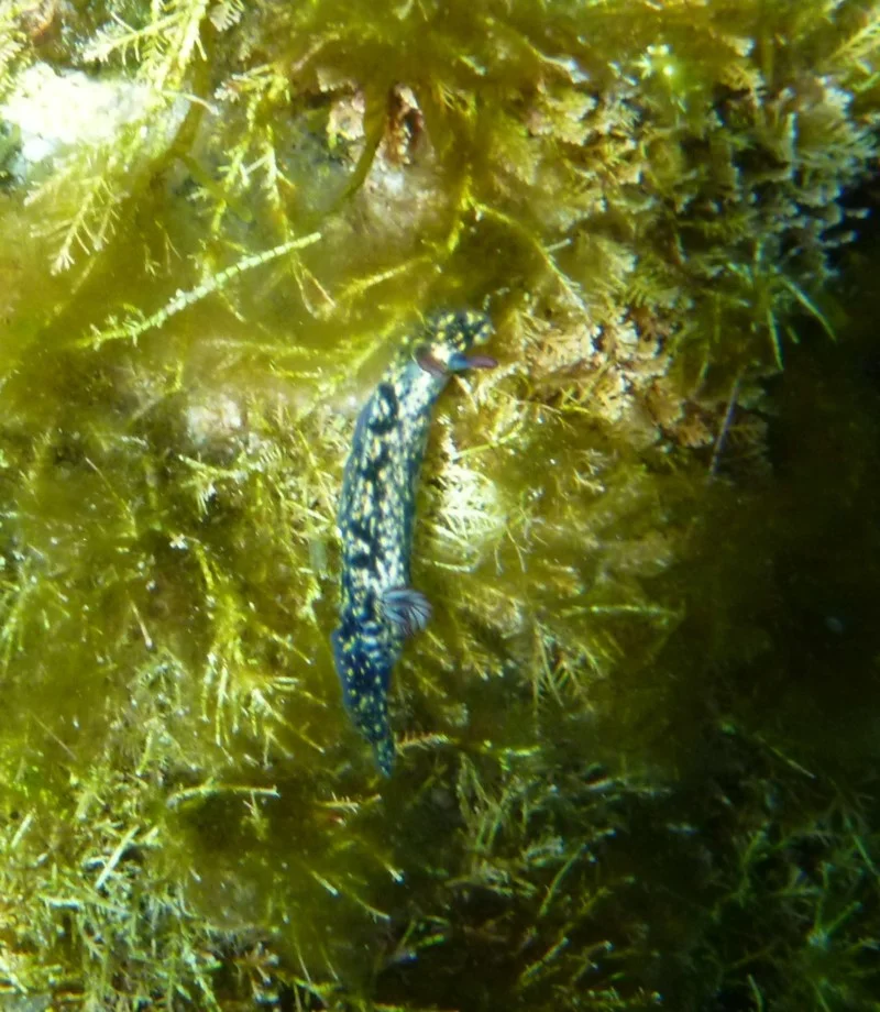 Hypselodoris obscura