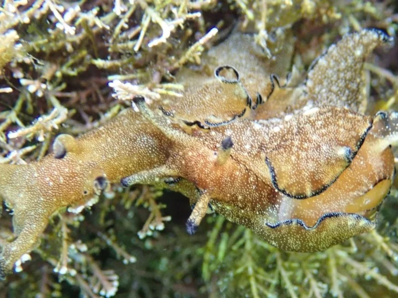 Aplysia parvula