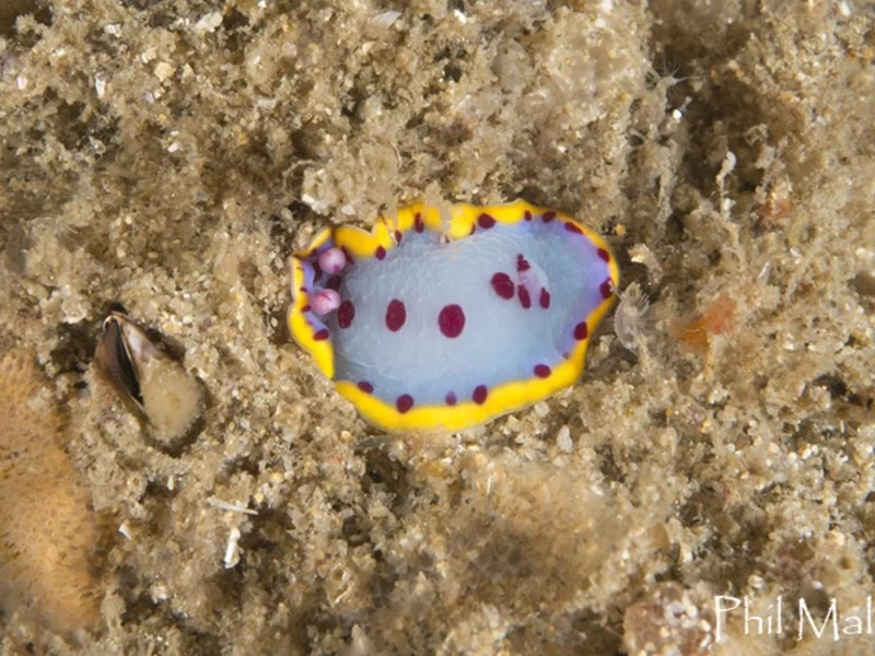 Hypselodoris bennetti
