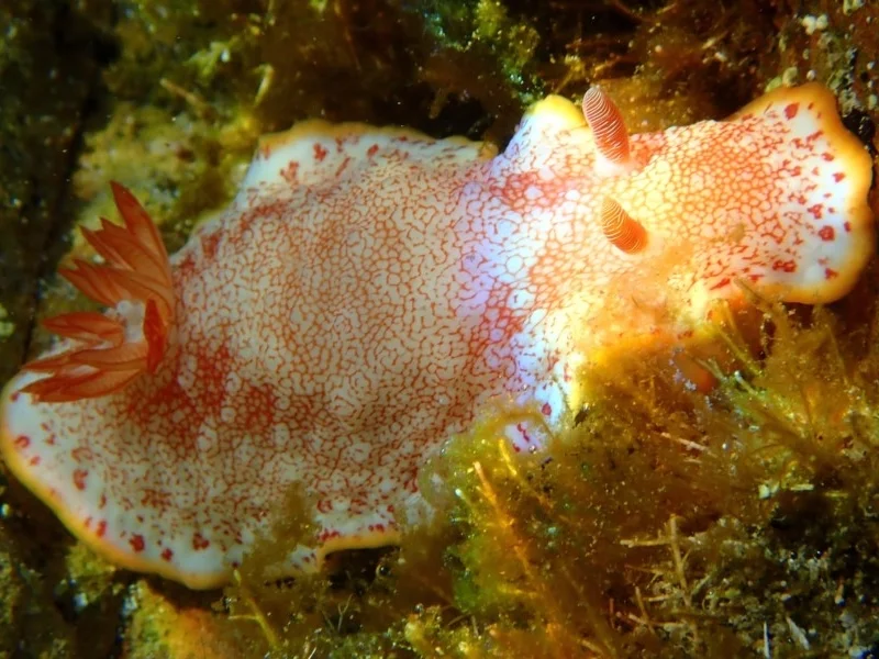 Well done sea slug surveyors!