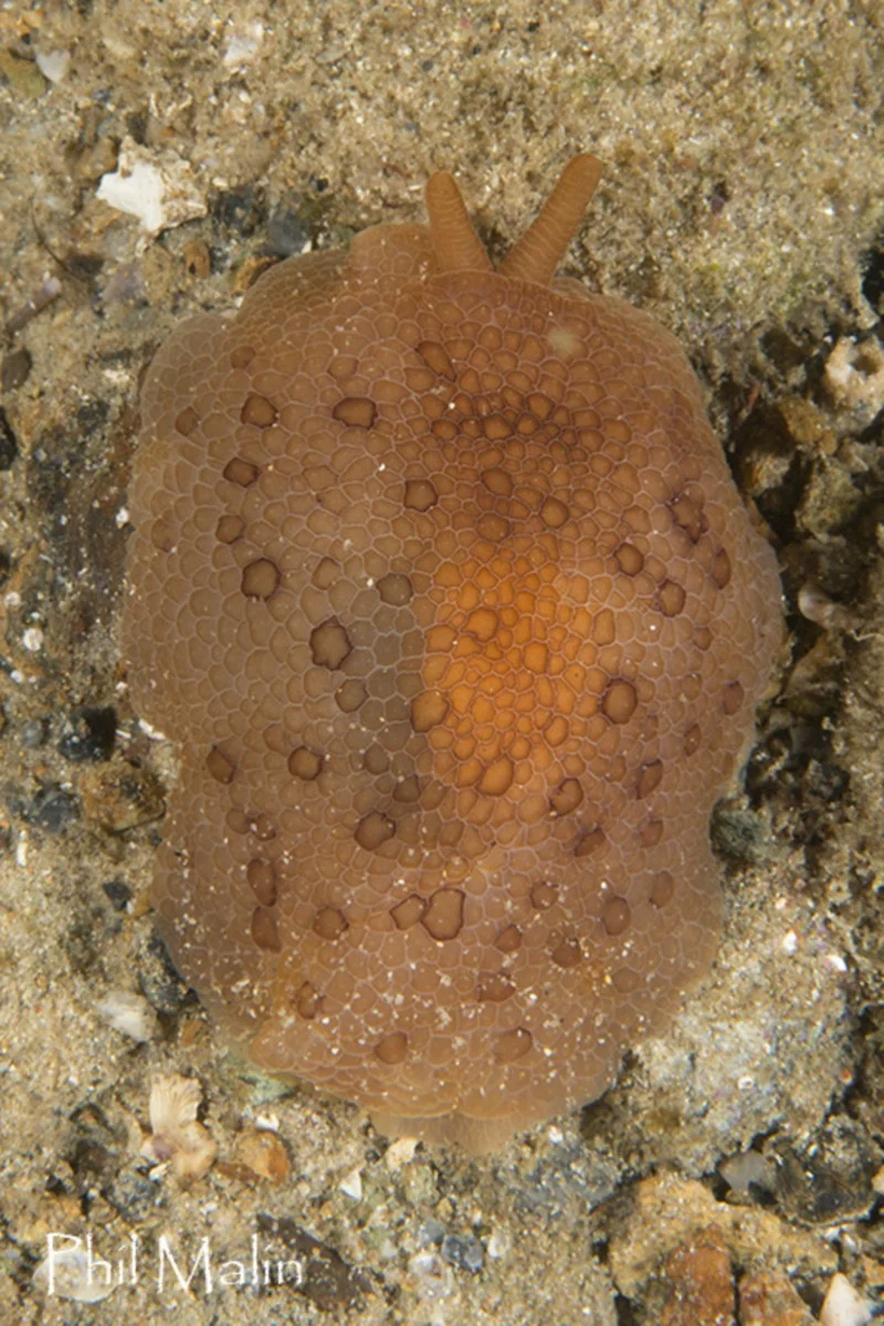 Pleurobranchus peronii