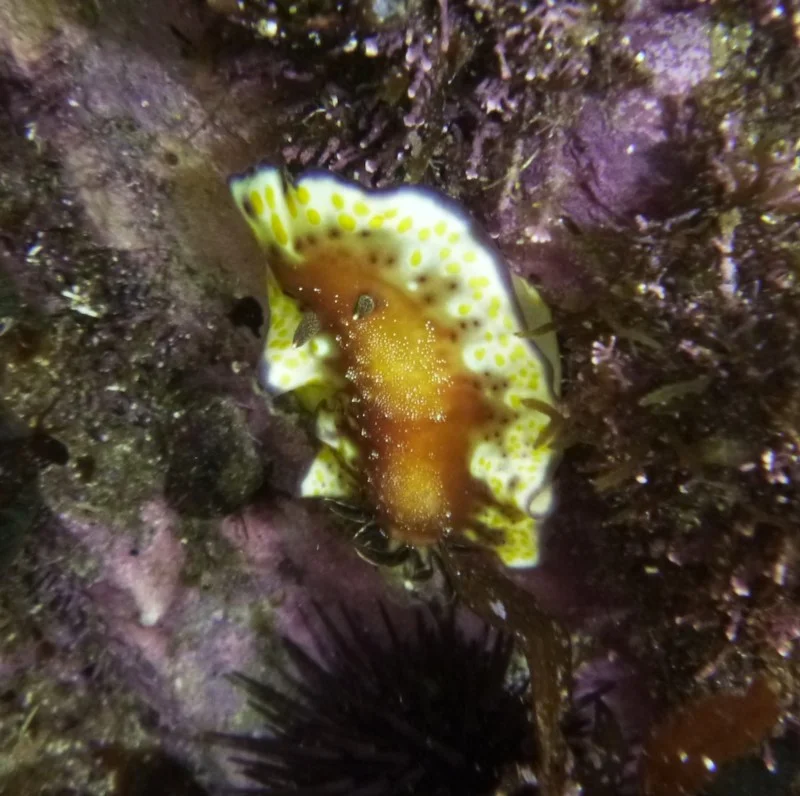 Goniobranchus collingwoodi
