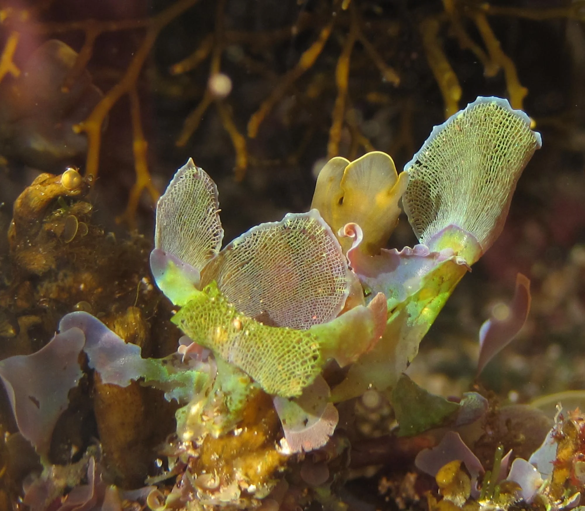 Occasional Papers - a new feature