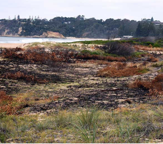 Dune restoration at Tathra: working bee