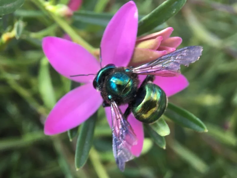 New sighting for the Atlas – to bee or not to bee! 