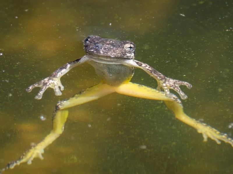 Frogs in the Bega Valley