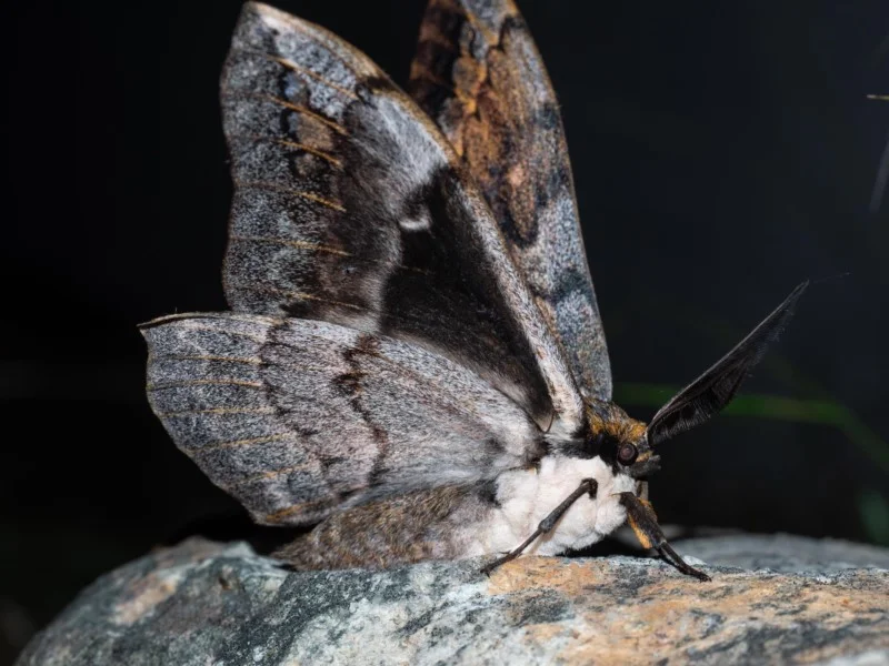 'Moths in May' is underway!