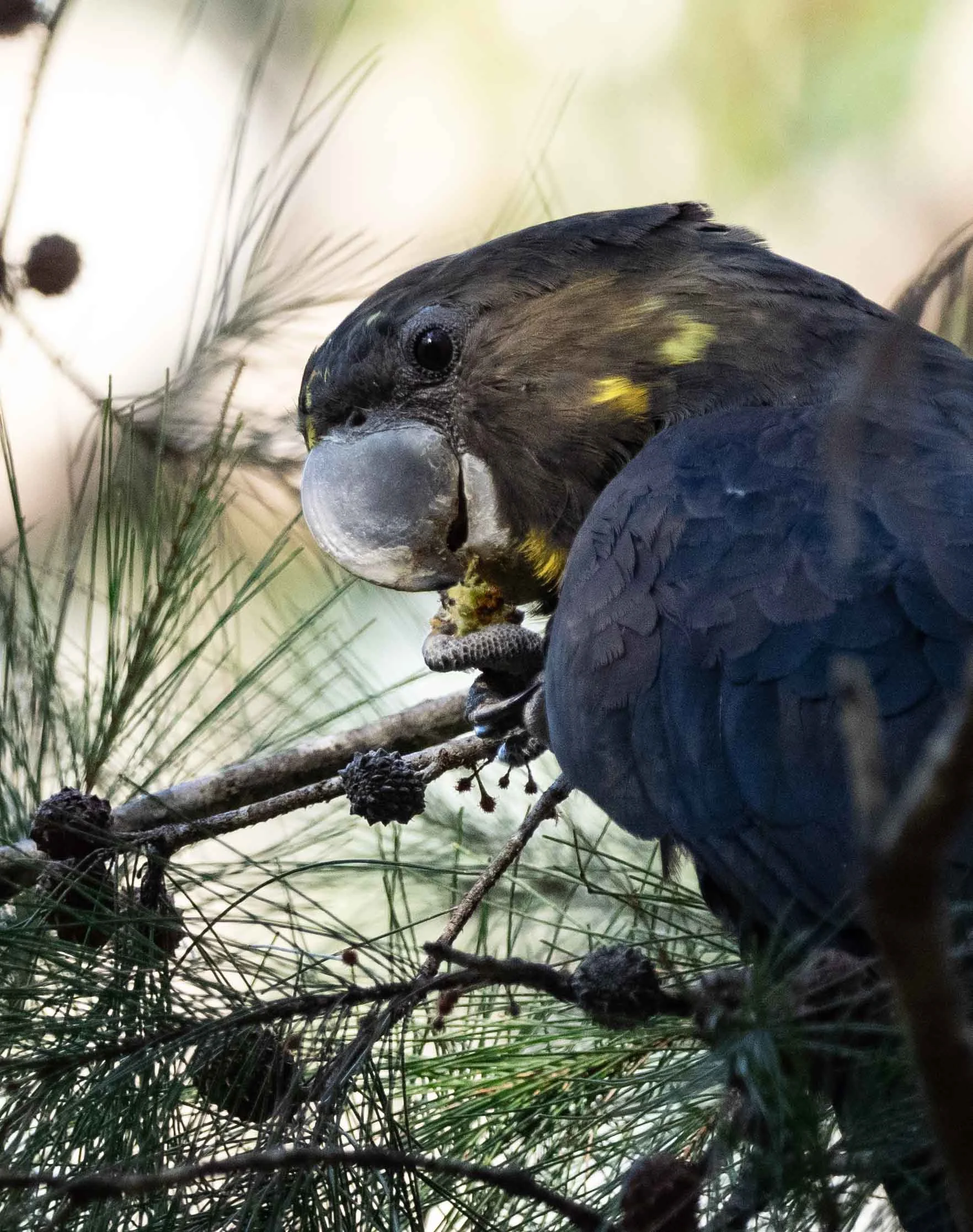 Launch: MAPPING GLOSSY BLACKS