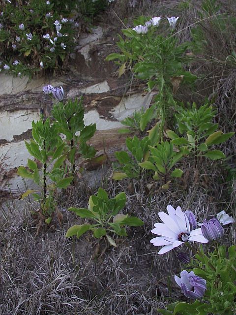 'African' or 'Cape' Daisy