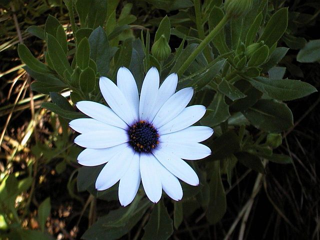 'African' or 'Cape Daisy'