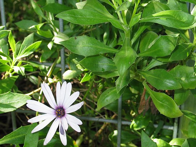 'African' or 'Cape' Daisy