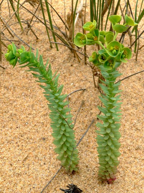 Sea Spurge