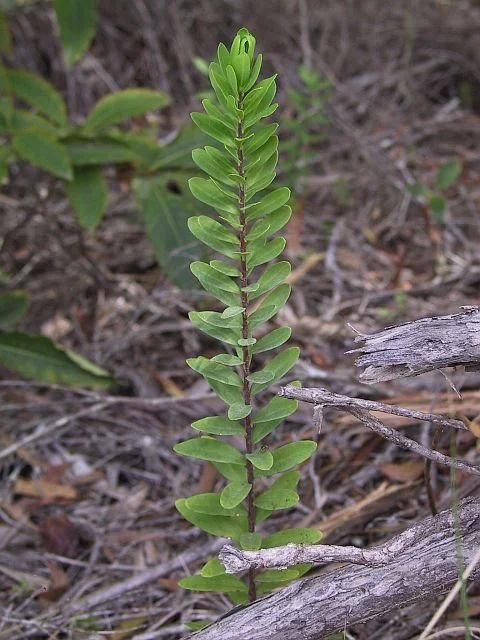 Polygala seedling