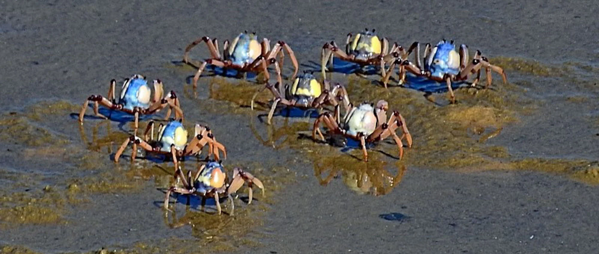 Mictyris longicarpus (Soldier Crab), Bermagui. Recorded on NatureMapr by Max Campbell, April 2018.