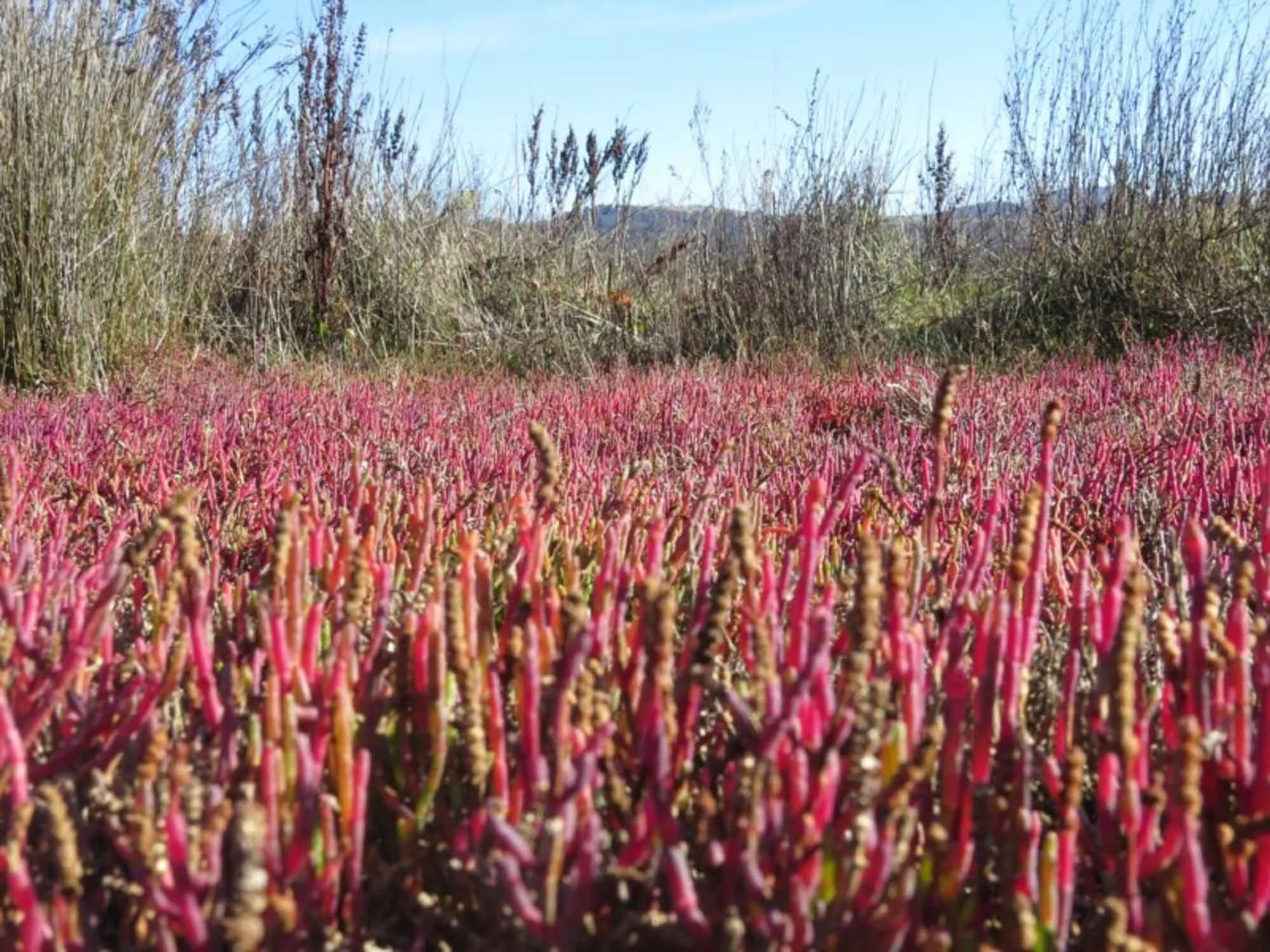 Saltmarsh Biodiversity Workshop: 27th June, Bermagui