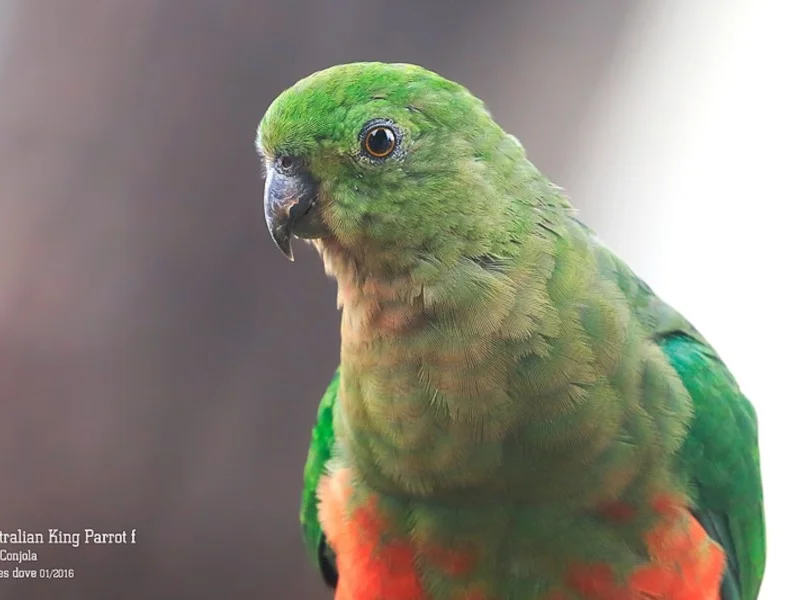 Information Day: 10th July, Nowra