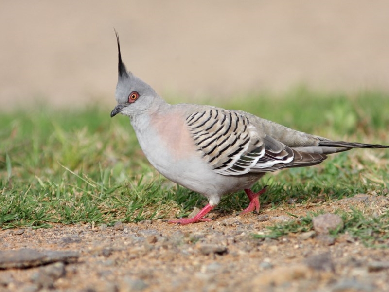Crested Pigeon - adult