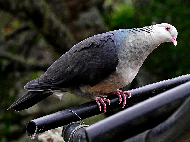 White-headed Pigeon - adult female