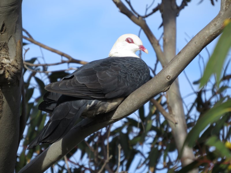 White-headed Pigeon - adult male