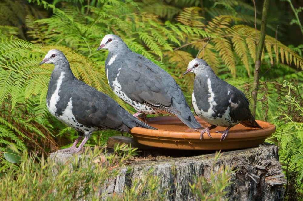 Wonga Pigeons - adult & 2 juveniles