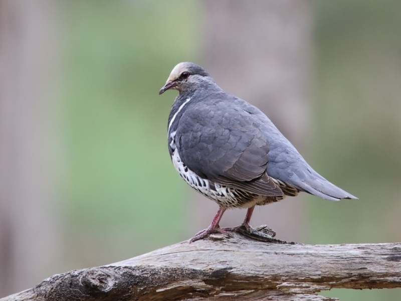 Wonga Pigeon - juvenile (?)