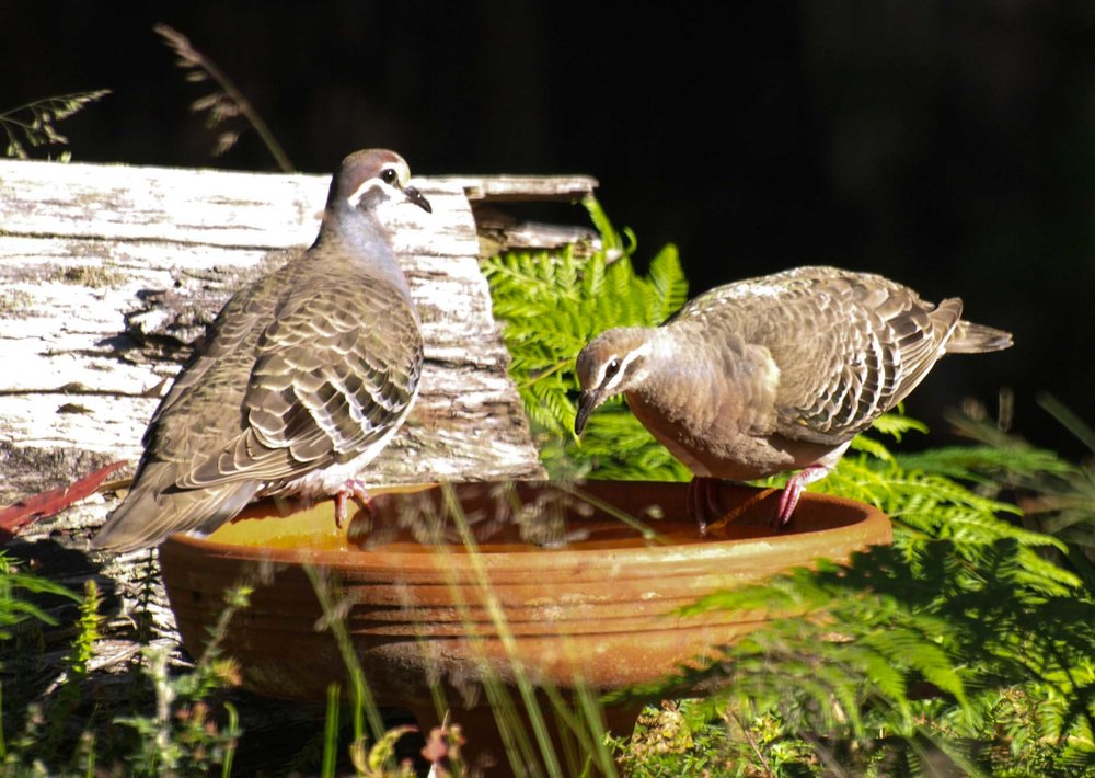 Common Bronzewing - male (left), female (right)