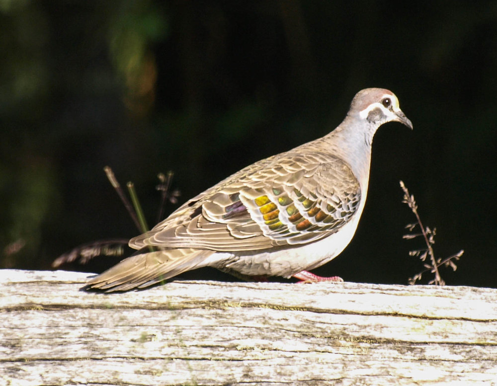 Common Bronzewing - male