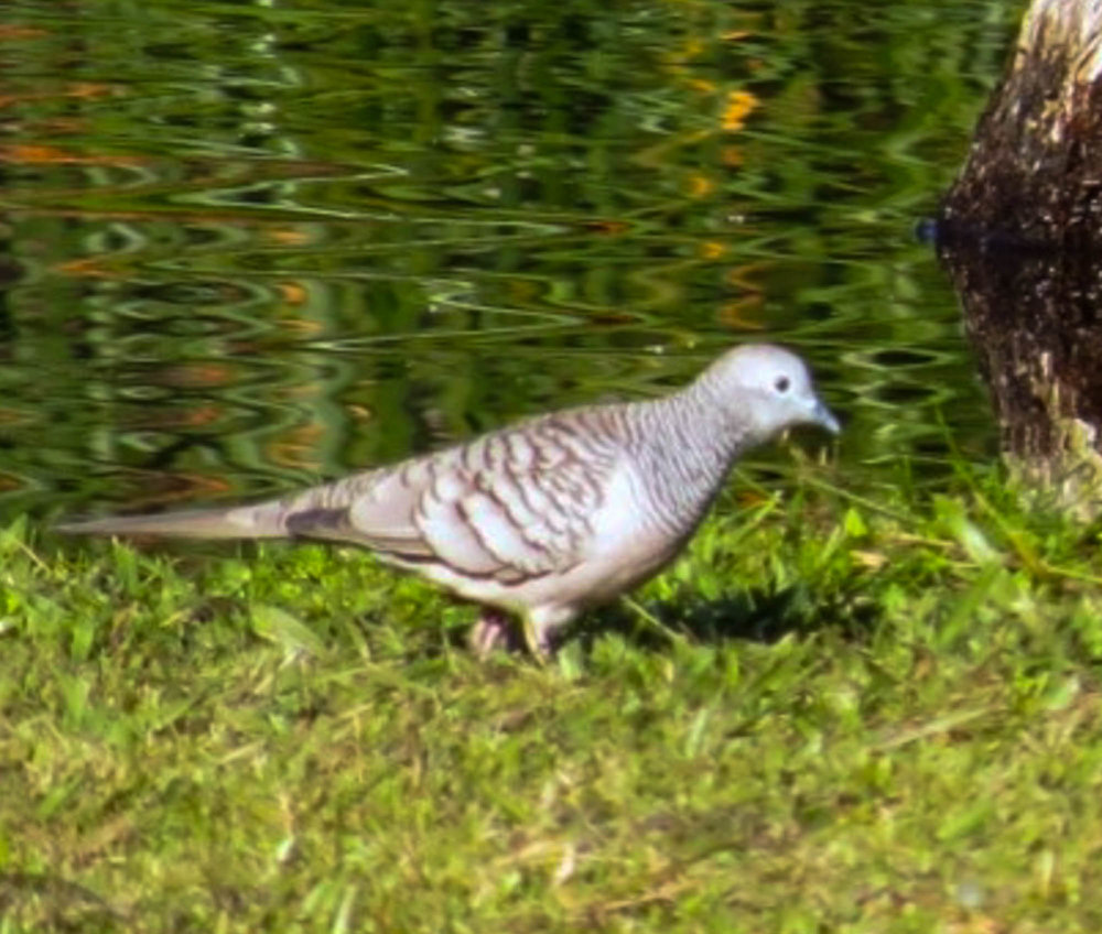 Peaceful Dove