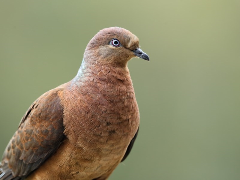 Brown Cuckoo-Dove - adult male
