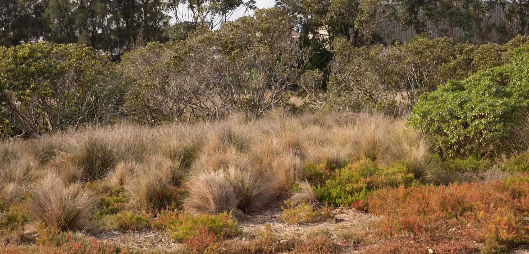 Coastal Saltmarsh, Bermagui, NSW