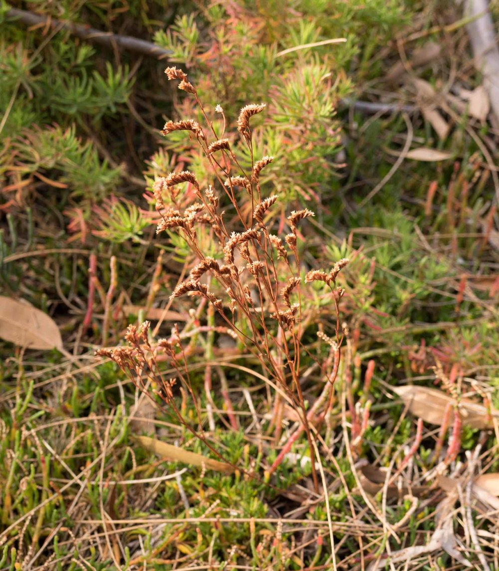 Native Sea Lavender