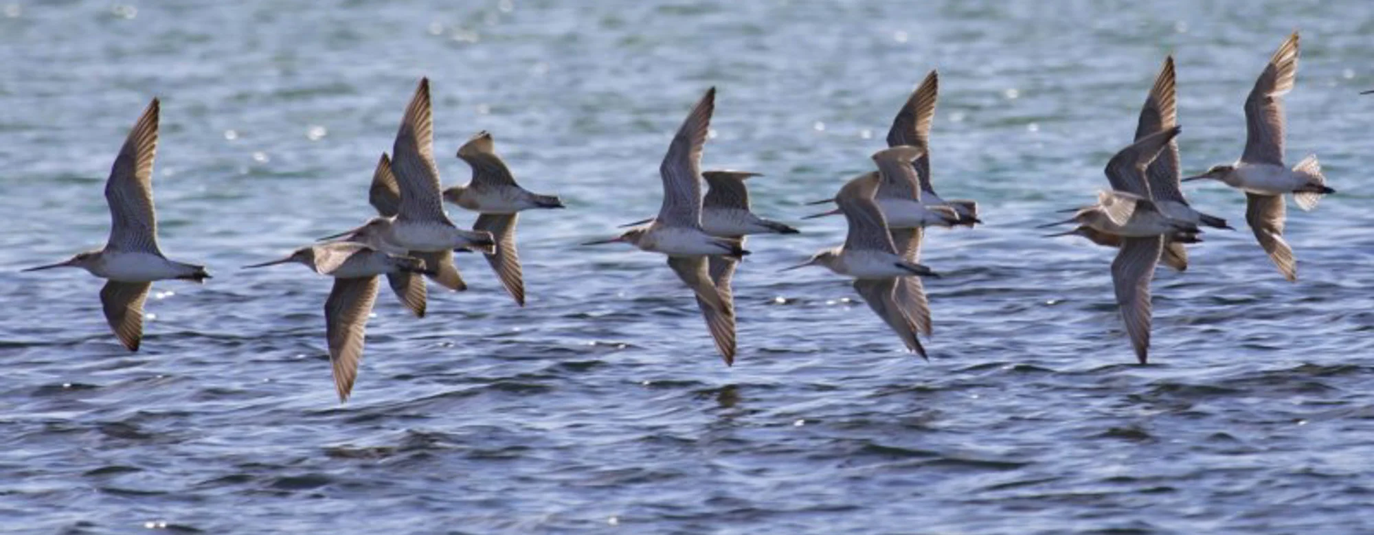 Bar-tailed Godwit flock, Merimbula. Recorded in NatureMapr by Steve Burrows, July 2017.