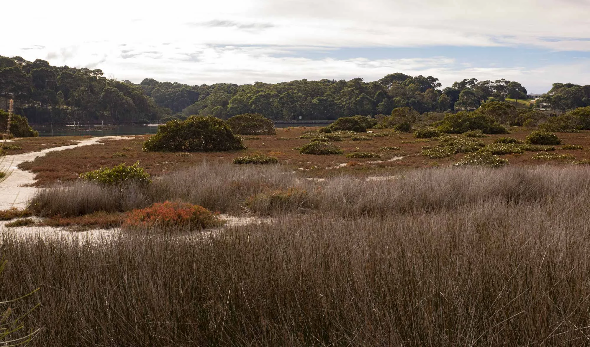 Coastal Saltmarsh