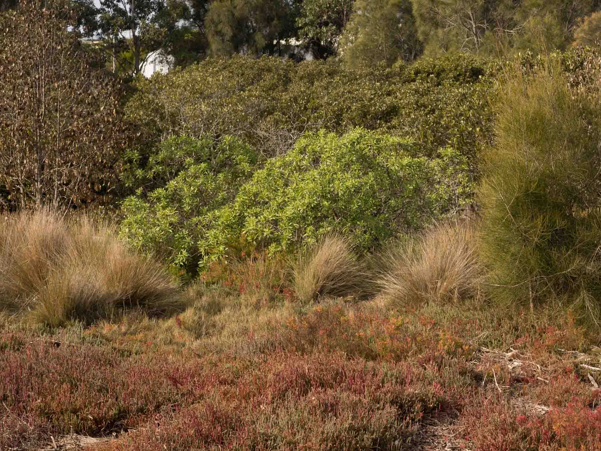 Saltmarsh Vegetation - a new feature article