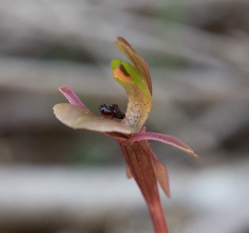 Dainty Bird Orchid