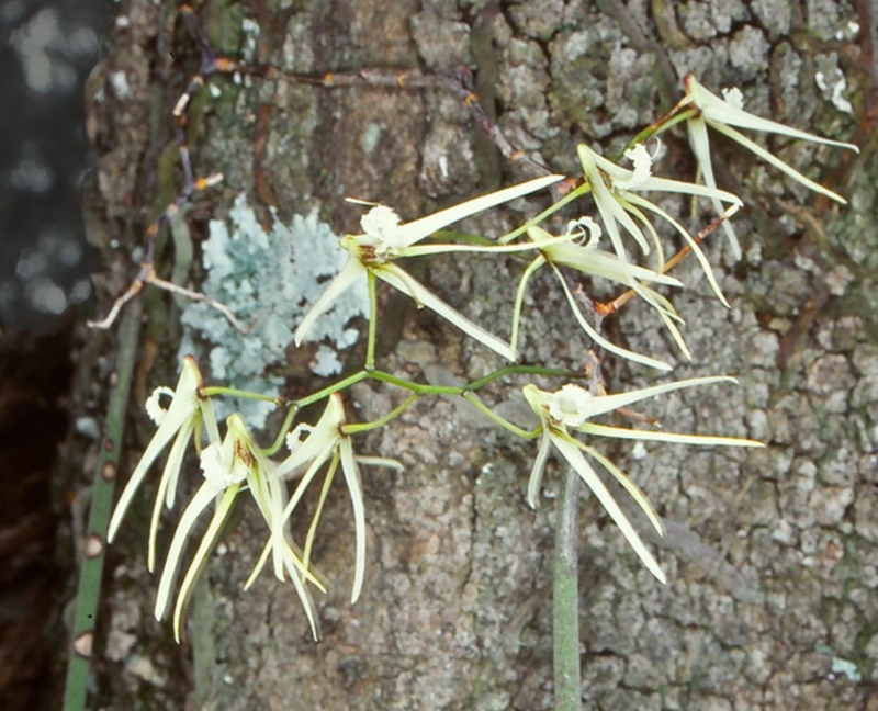 Rat's Tail Orchid