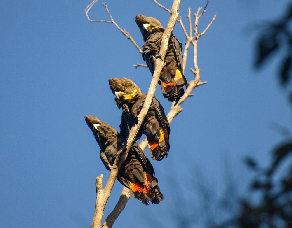 family (male at top)