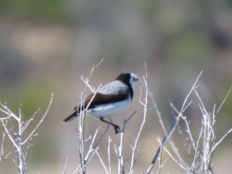 White-fronted Chat ( Ephianura albifrons ) Recorded by Liz Allen, Wallagoot Lake