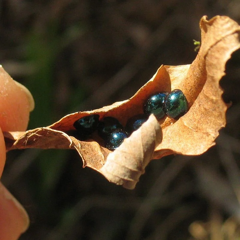 Leaf Beetles (?) (Chrsyomelidae) - TBC Recorded by Jackie Miles in Brogo