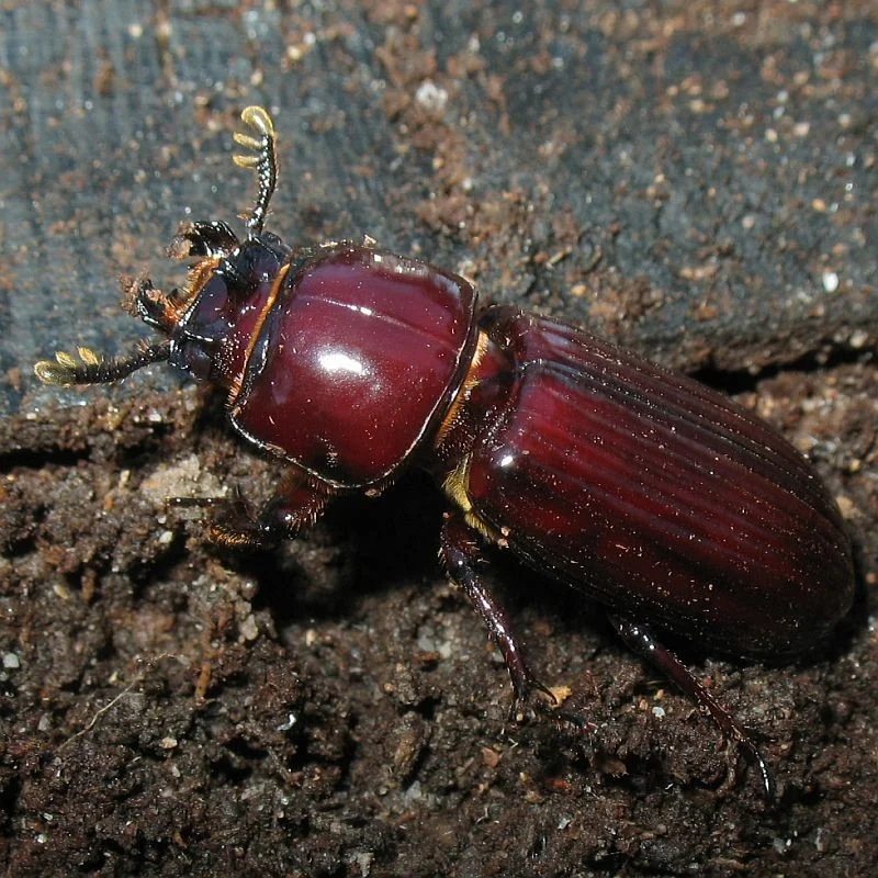 Passalid beetle ( Aulacocyclus sp. ) Recorded by Jackie Miles in Brogo