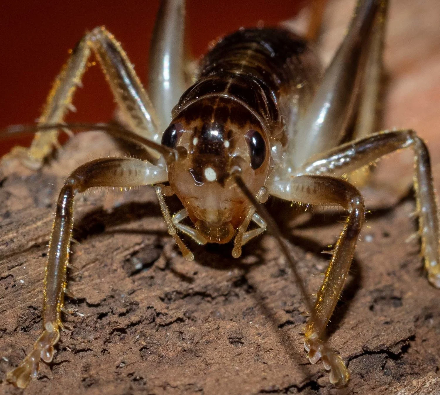 Figure 4: heart-shaped head, brown patch, and ocelli
