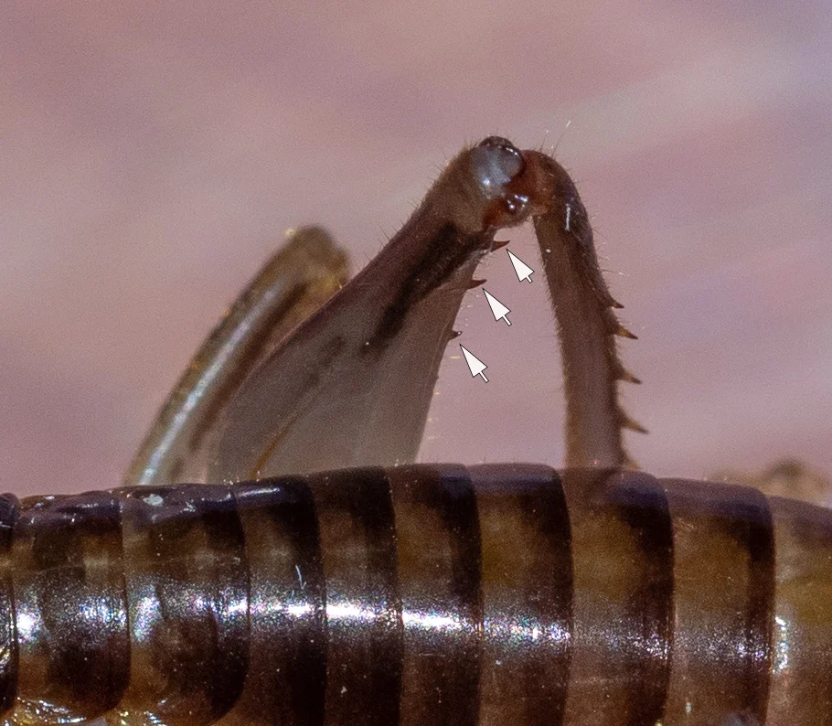 Figure 7: teeth toward apical end of hind femur (arrows)