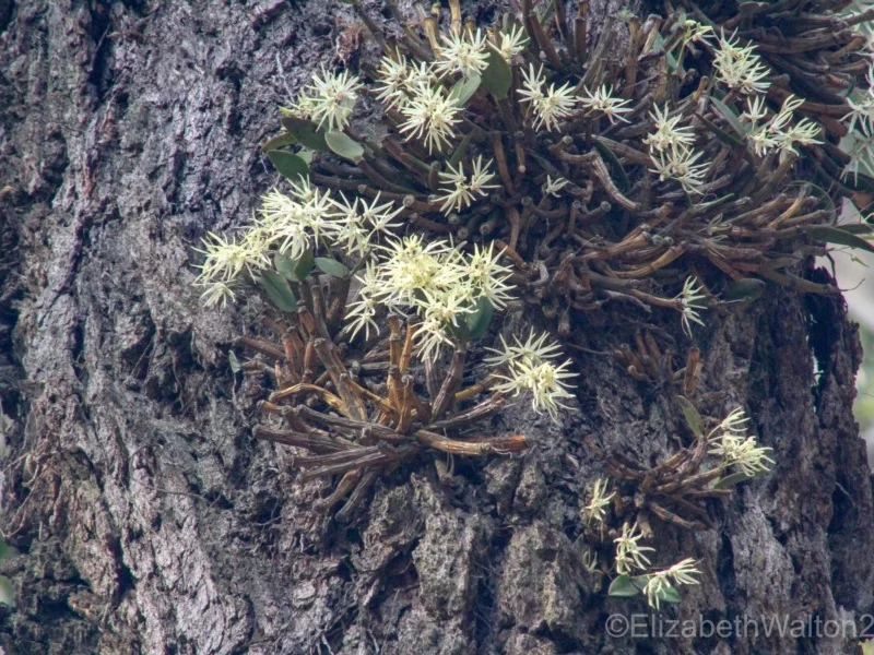 Dendrobium aemulum Reported by Elizabeth Walton, Bodalla State Forest