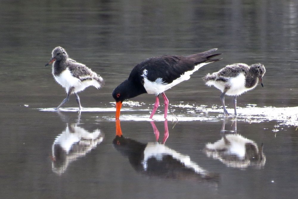 Parent and chicks at Wallagoot